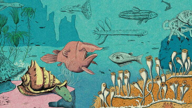 水深3000mの深海で発見された生物、不気味過ぎる（動画）