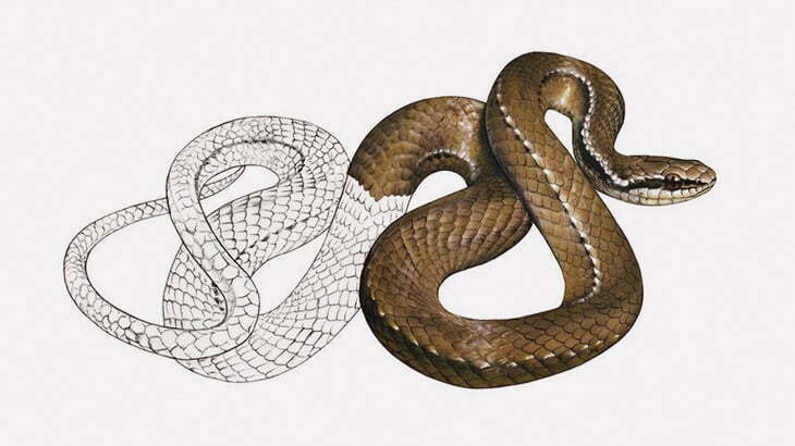 ペットのヘビが脱皮してたから手伝ってあげた（動画）