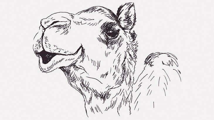 サボテンを食べるラクダの咀嚼音ASMR（動画）