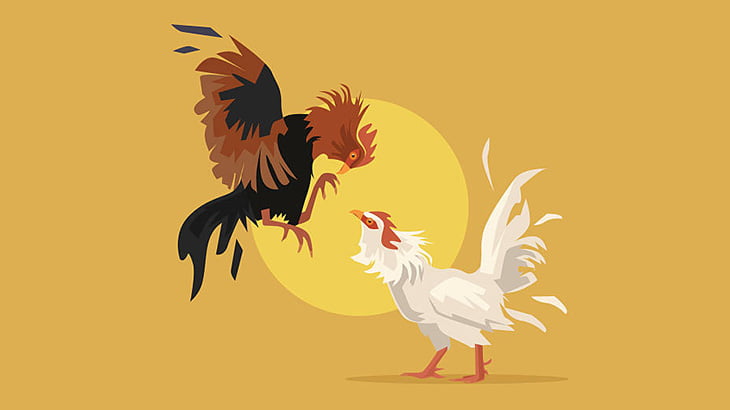 闘鶏の飼い主さん、自分のニワトリに襲われて負傷（動画）