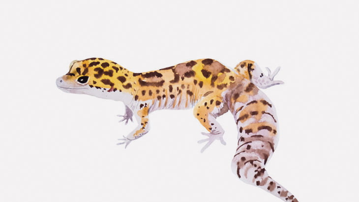 ペットのヤモリの目がおかしなことになってた（動画）