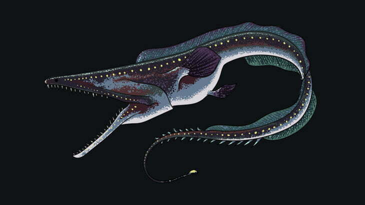 まるで風船のように口を膨らませる「フクロウナギ」（動画）