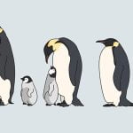 海鳥さん、ペンギンの群れに殺されてしまう（動画）