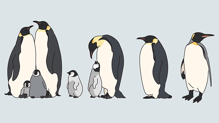 海鳥さん、ペンギンの群れに殺されてしまう（動画）