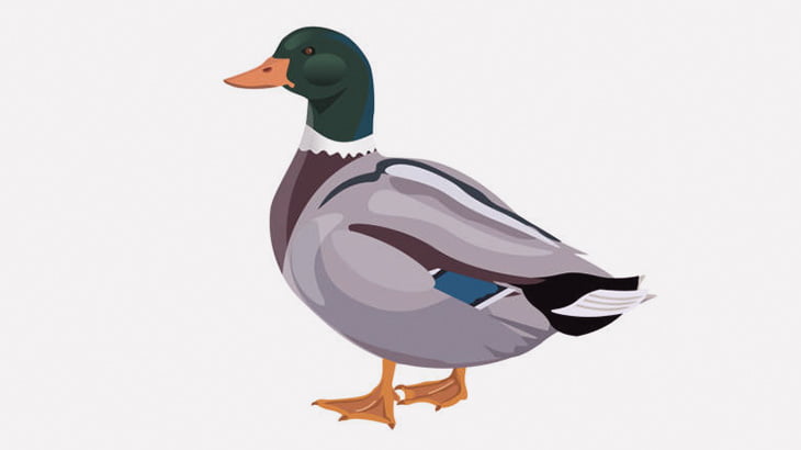 カモさん、一瞬でハヤブサに首の骨を折られてしまう（動画）