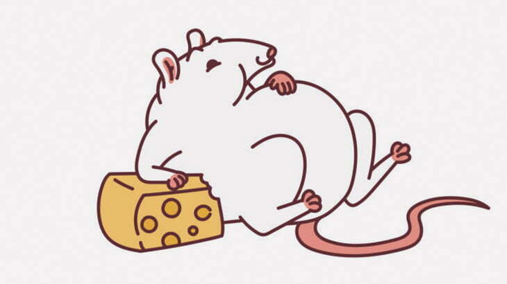 このネズミ、クソデカい（動画）