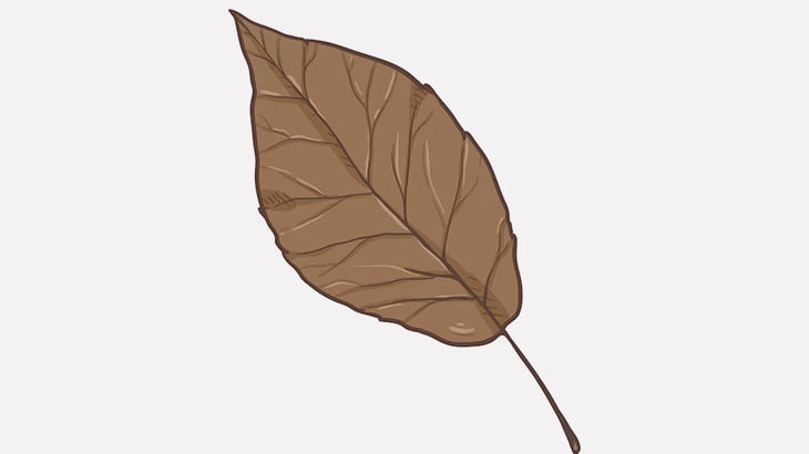 この蝶々、枯れ葉にそっくりすぎる（動画）