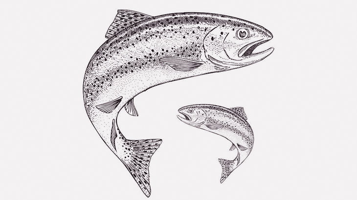 池に放流される大量のニジマス（動画）