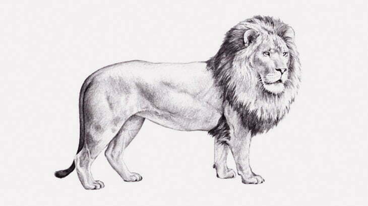 バッファローを狩ろうとしたライオン、ボコられてしまう（動画）