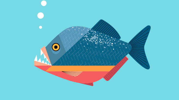 水槽のピラニアたちに他の魚を入れて食わせてみた