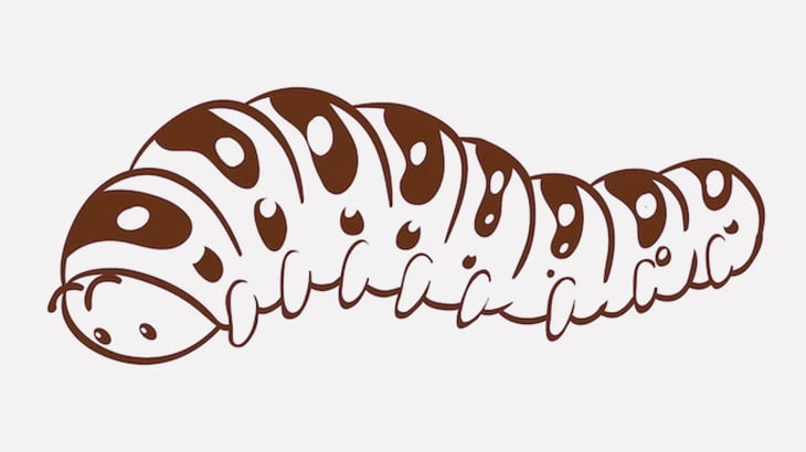 【閲覧注意】地面をコイツらが集団で歩いてた･･･（動画）