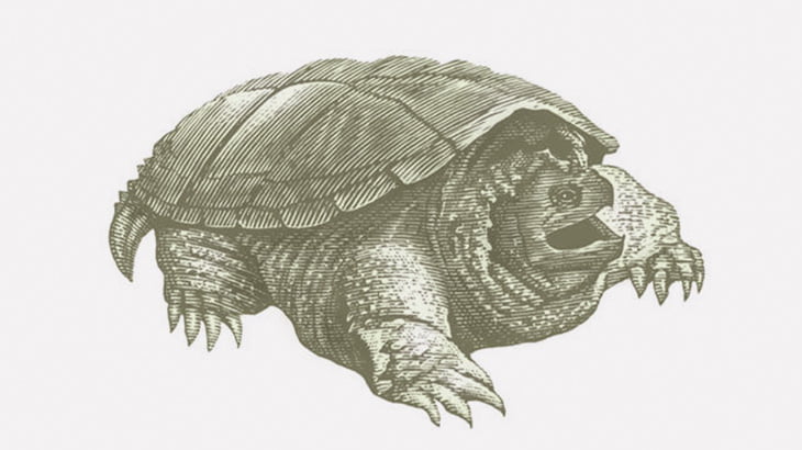 【閲覧注意】ヤベー亀みつけた･･･（動画）