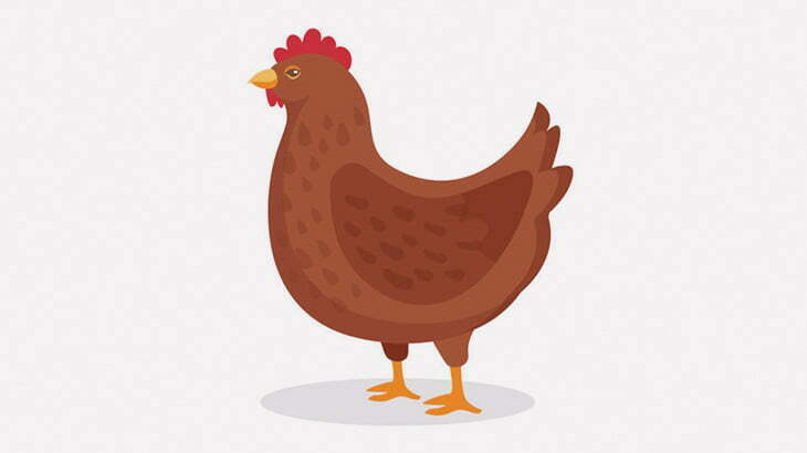 部屋に入り込んでた虫をニワトリに駆除してもらった（動画）