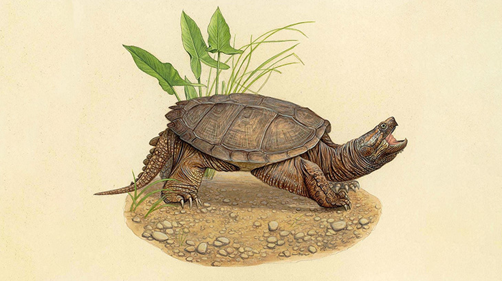 女「カメいる！水飲ませてあげよう！」（動画）