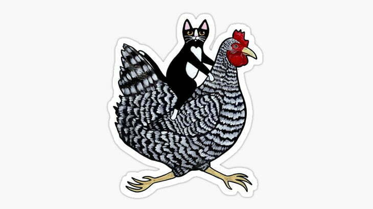 ニワトリの卵が孵化するまで温め続けた猫（動画）