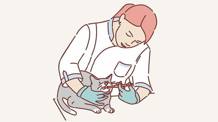 獣医師が猫に薬を飲ませる方法（動画）