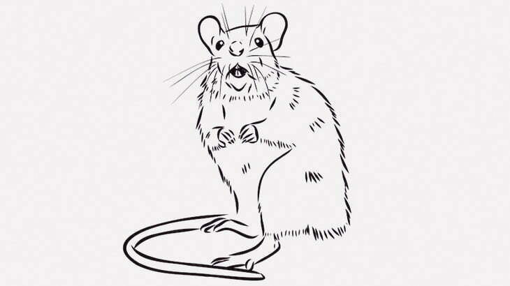 【閲覧注意】ネズミさん、生きたままオオトカゲに食われてしまう･･･（動画）