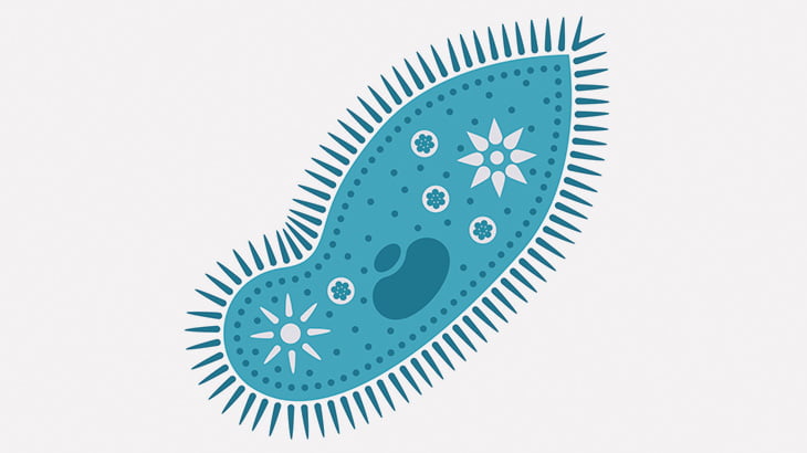 【閲覧注意】体が破裂して死を迎える単細胞生物（動画）