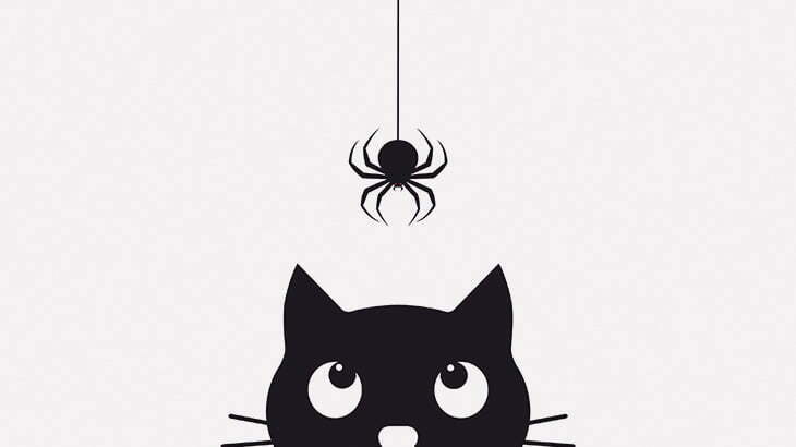猫 v.s デカい蜘蛛（動画）