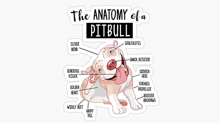 【閲覧注意】ピットブルに鼻を噛みちぎられた女性のビフォーアフター（画像）