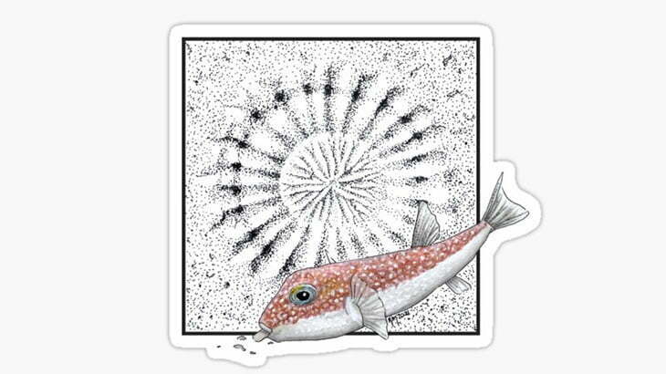 海底にミステリーサークルを作るフグ「アマミホシゾラフグ」（動画）