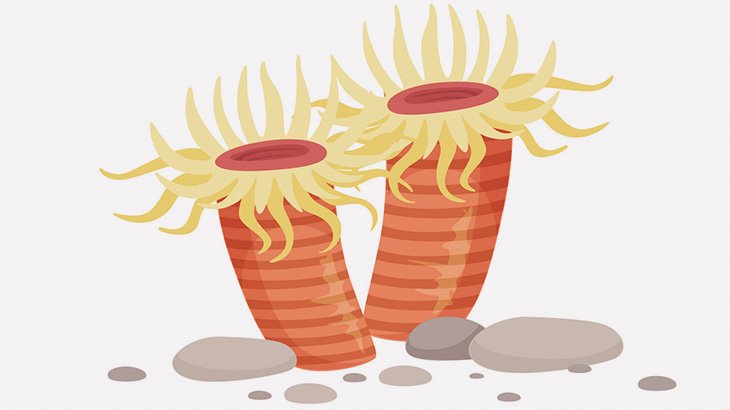 イソギンチャクさん、めちゃくちゃ動く（動画）