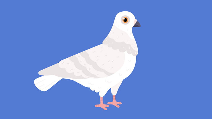 とてもおとなしく室内飼いされている鳩たちの日常