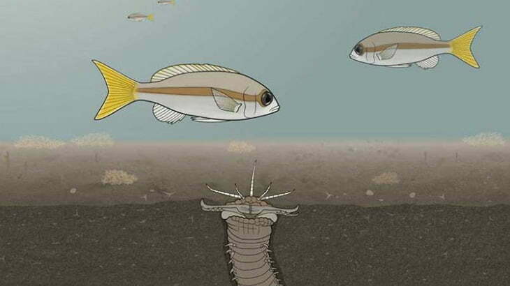 海底に身を隠し魚に飛びついて捕食するワーム「オニイソメ」（動画）
