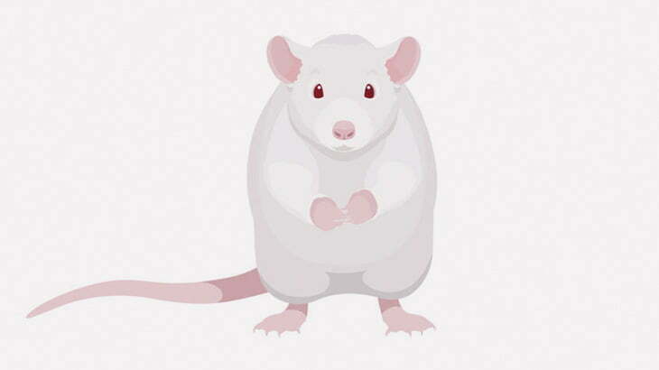 【閲覧注意】ネズミさん、鳥に食われてしまう（動画）