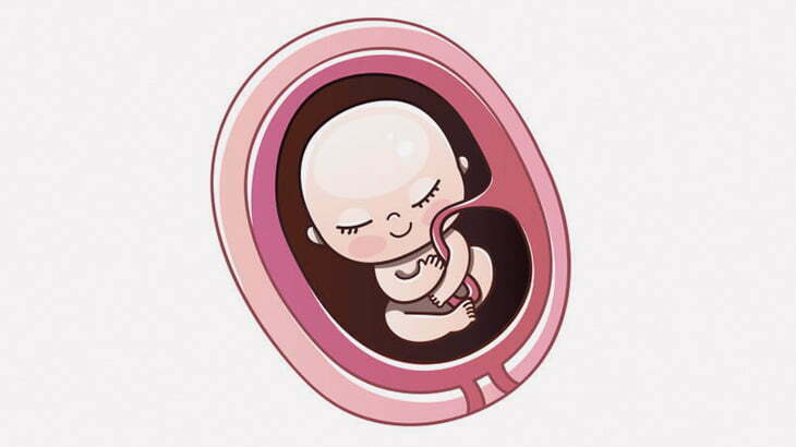 人形で「羊膜に入った胎児」を作ってみた（動画）