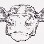 【閲覧注意】牛の頭の調理方法、モンゴル式（動画）