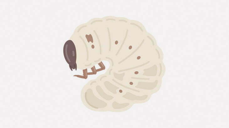 【閲覧注意】カブトムシの幼虫を油で揚げるとこうなる（動画）