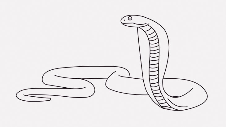 ペットのキングコブラさん、飼い主の扱いにブチギレ（動画）