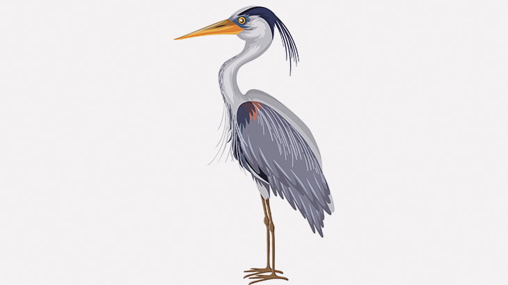 サギさん、カモを殺して丸飲みしようとしてしまう（動画）