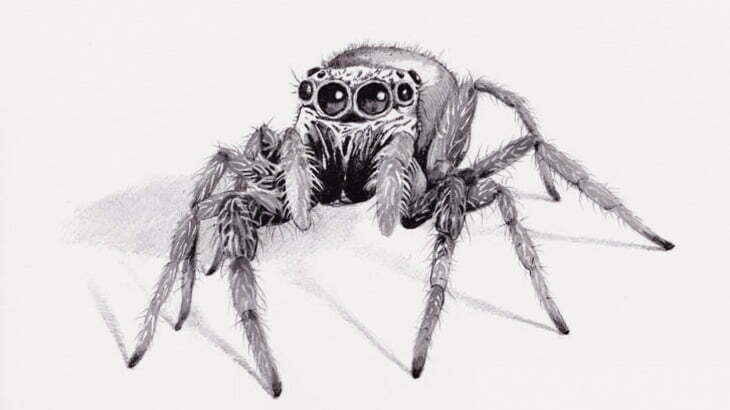 【閲覧注意】クモ「バッタを食べてたら寄生虫でてきた！食べよ！」（動画）