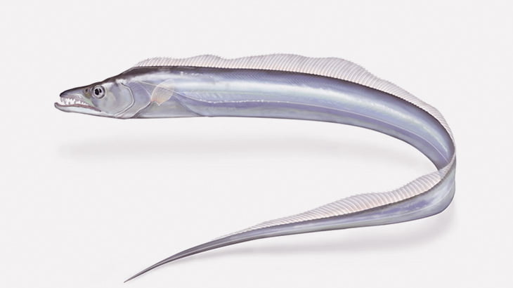 めちゃくちゃ綺麗なタチウオ釣り上げたった（動画）