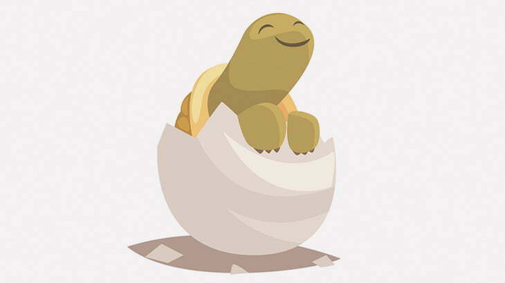 卵から孵ったカメ、こんなことになってた（動画）