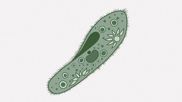 お腹ペコペコの繊毛虫さん、他の微生物を食べまくる（動画）