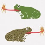 カエルに食われても腸を通って生きたまま出てくることができる虫が発見される（動画）