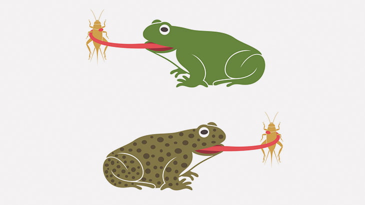 カエルに食われても腸を通って生きたまま出てくることができる虫が発見される（動画）