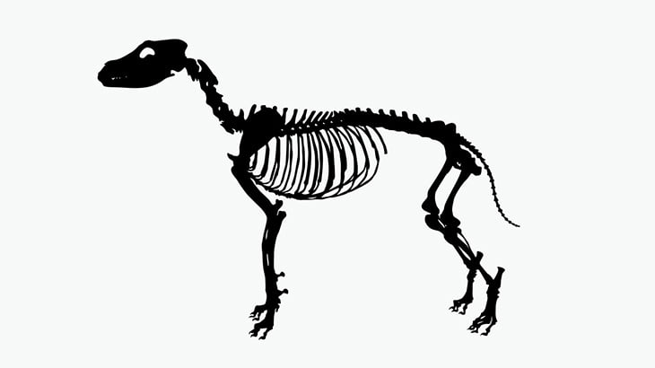 男「動物の肉をキレイにさばけました」（動画）