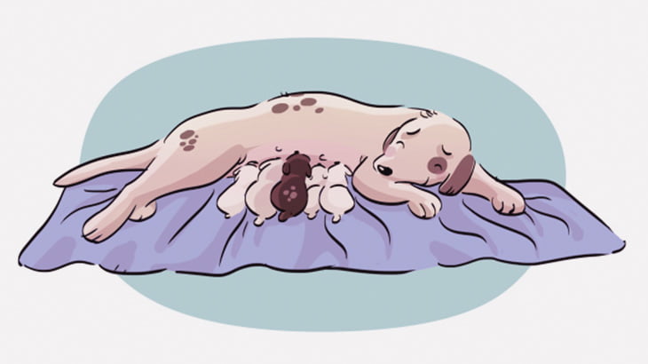 【閲覧注意】子犬が産まれたけど顔がこんなことになってた･･･（動画）