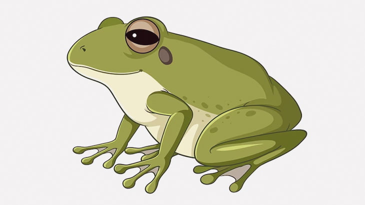 【閲覧注意】市場の女性従業員「カエルはこうやって捌きます」（動画）