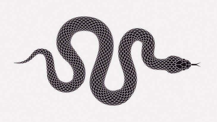 住宅街にとんでもない大きさのヘビ現る（動画）