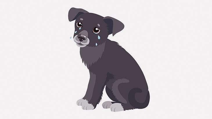 【閲覧注意】この犬の体、ウジ虫が埋まってる･･･（動画）