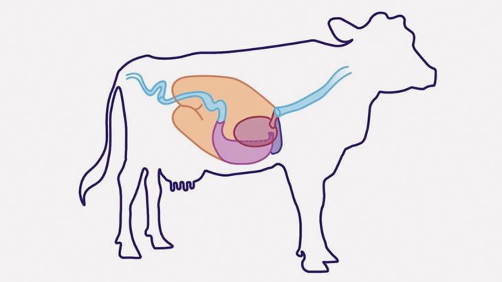 お腹に穴を開けられる仲間を見た牛さん、怯える（動画）