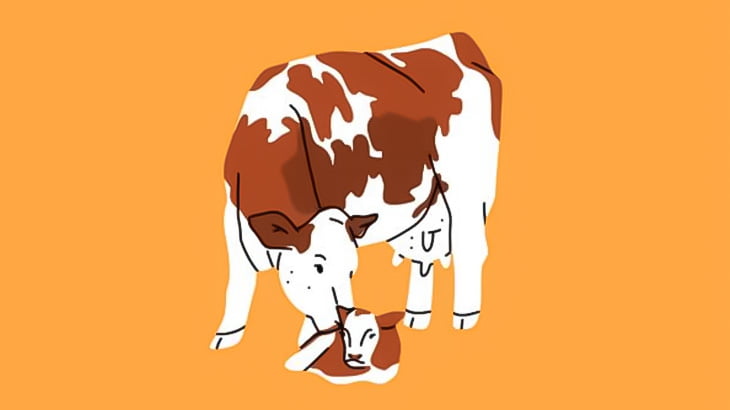 ４億分の１の確率で、こんな子牛が産まれました（動画）