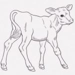 首に「5本目の足」が付いてる子牛が産まれてしまう（動画）