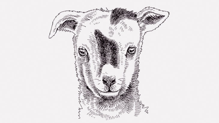 ブチギレた羊さん、牧場主に怒涛の頭突きラッシュ（動画）