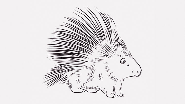 トゲだらけのヤマアラシに手を出したヒョウ、前足が血だらけに･･･（動画）